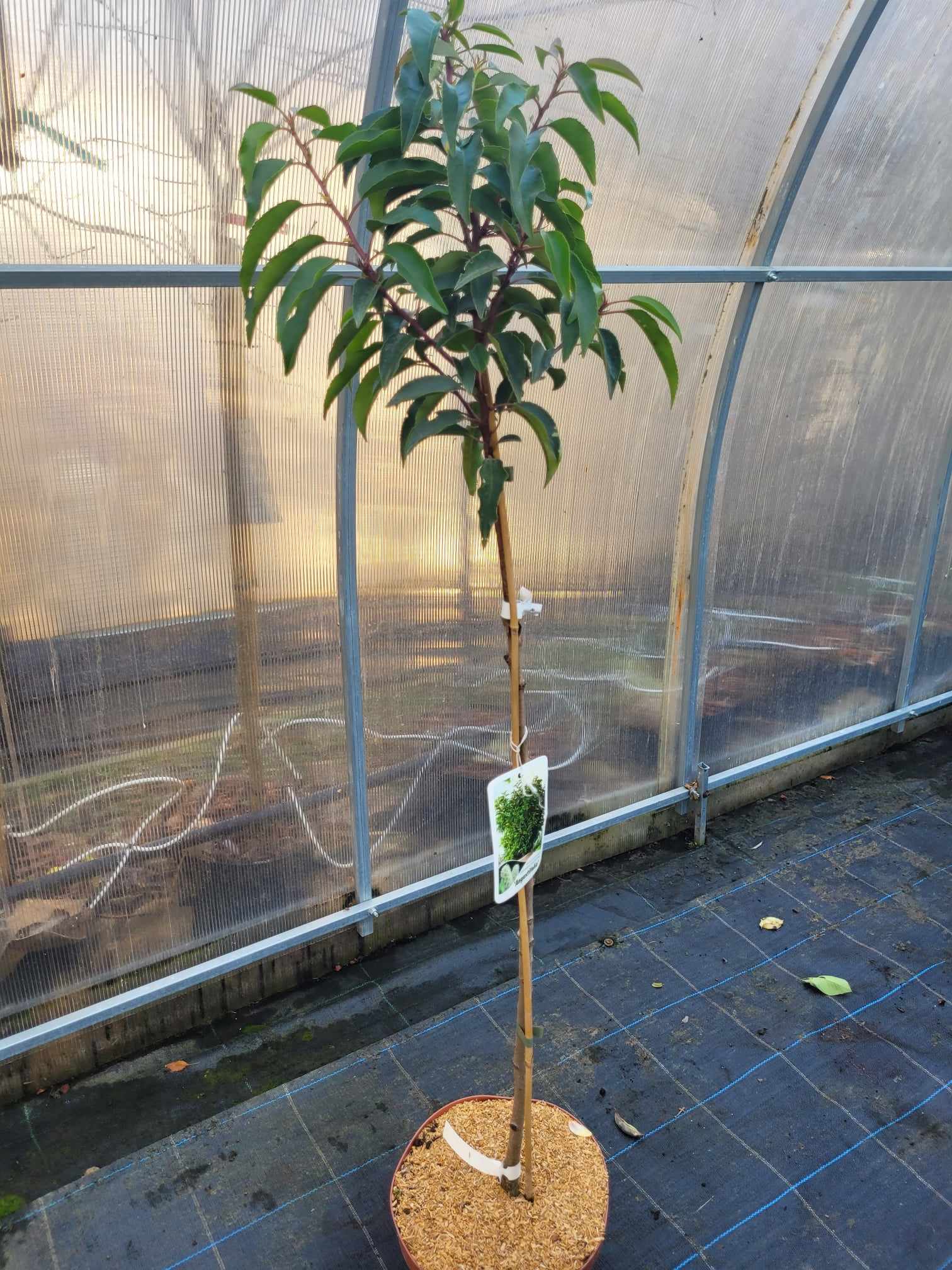 Laurowiśnia Iberyjska 'Angustifolia' na nodze - obrazek 3