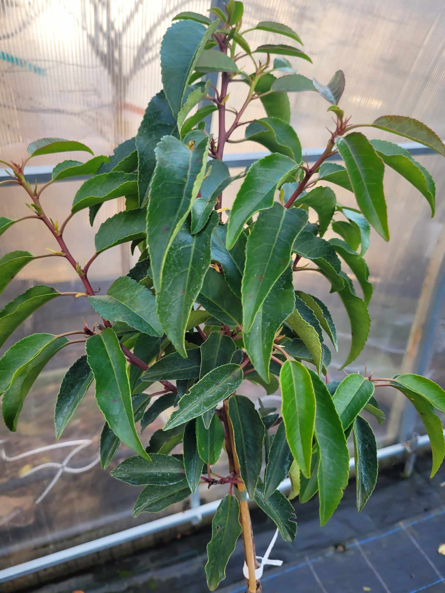 Laurowiśnia Iberyjska 'Angustifolia' na nodze - obrazek 2