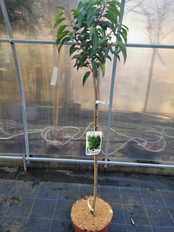 Laurowiśnia Iberyjska 'Angustifolia' na nodze