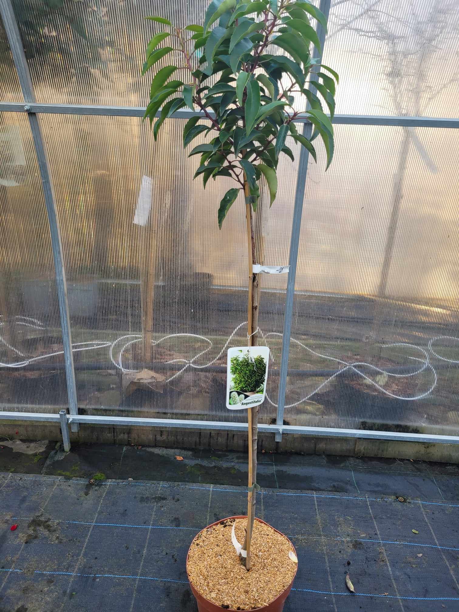 Laurowiśnia Iberyjska 'Angustifolia' na nodze