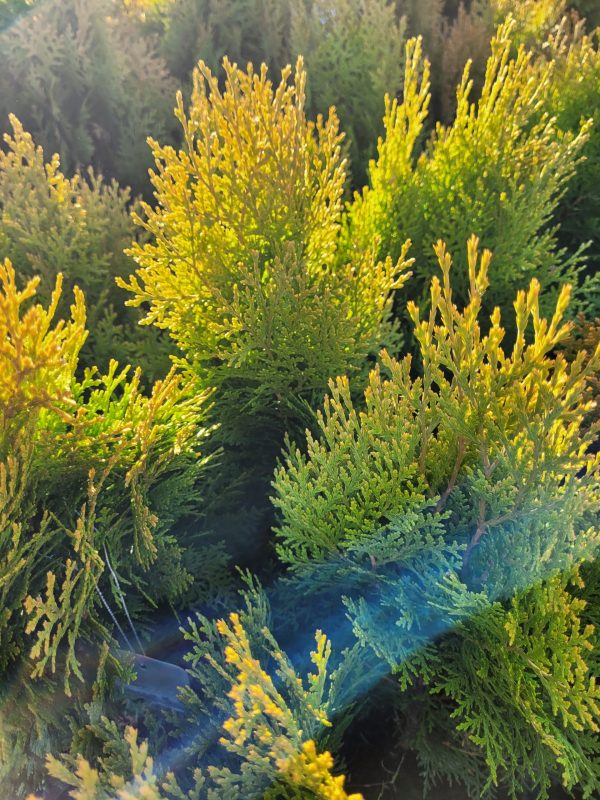Żywotnik wschodni 'Aurea Nana' - obrazek 3