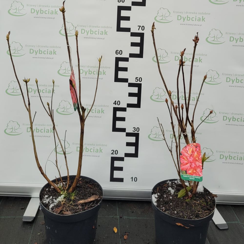 Azalia wielkokwiatowa 'Juanita' - obrazek 6