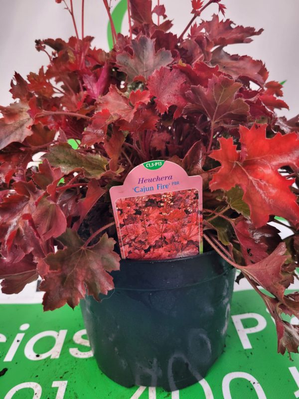 Żurawka 'Cajun Fire'