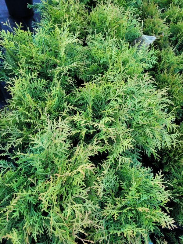 Żywotnik zachodni 'Danica Aurea' - obrazek 3