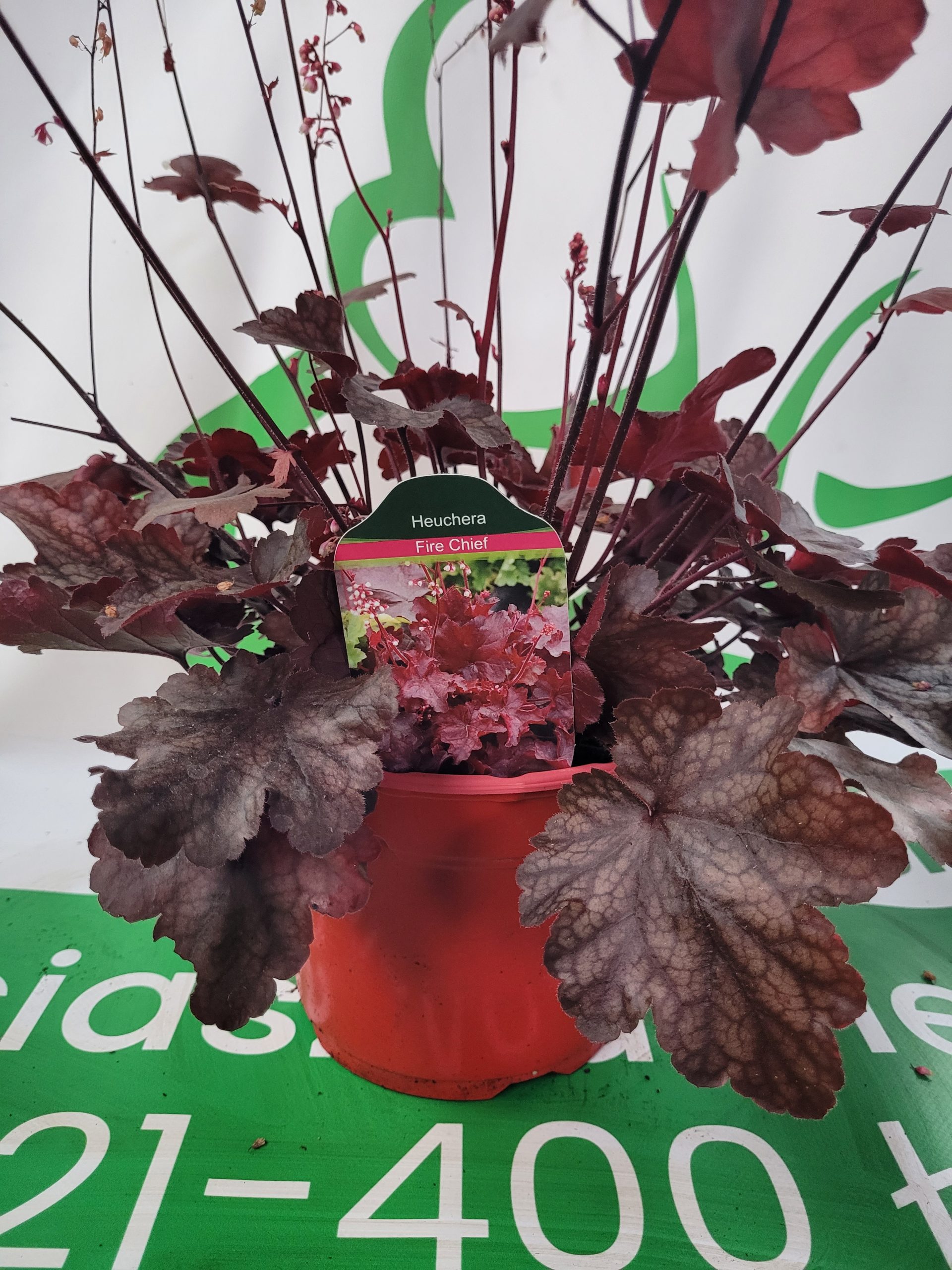 Żurawka 'Fire Chief' - obrazek 2