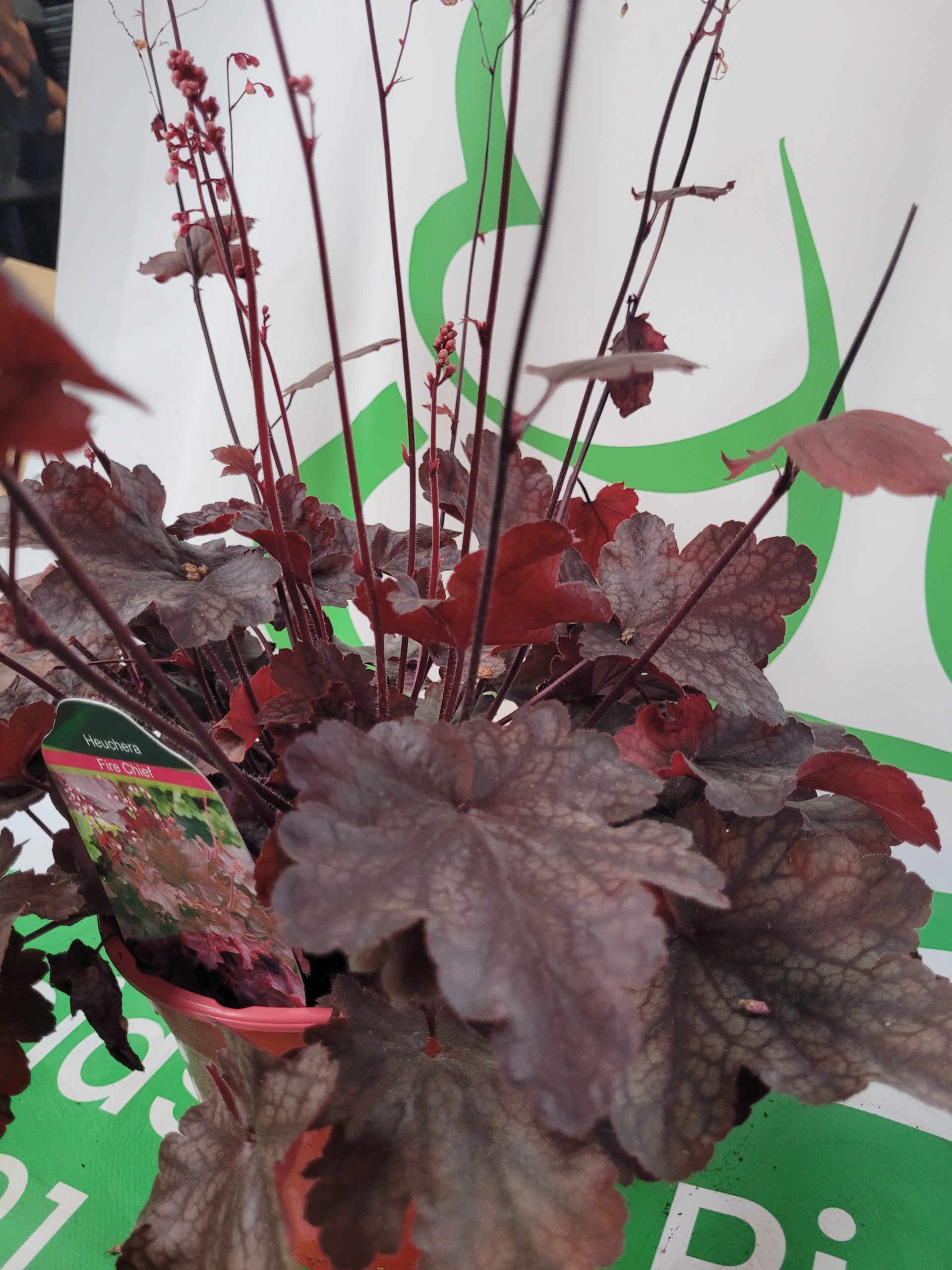 Żurawka 'Fire Chief' - obrazek 3