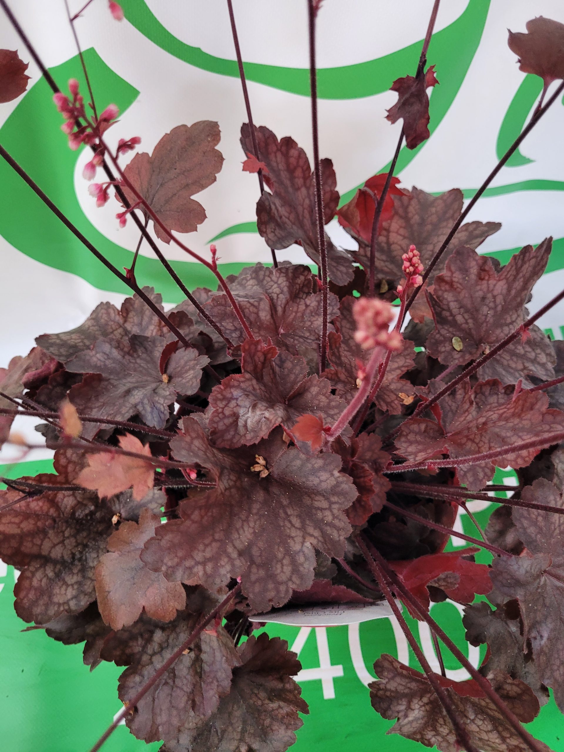 Żurawka 'Fire Chief'