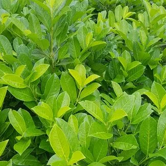 Laurowiśnia wschodnia 'Novita'