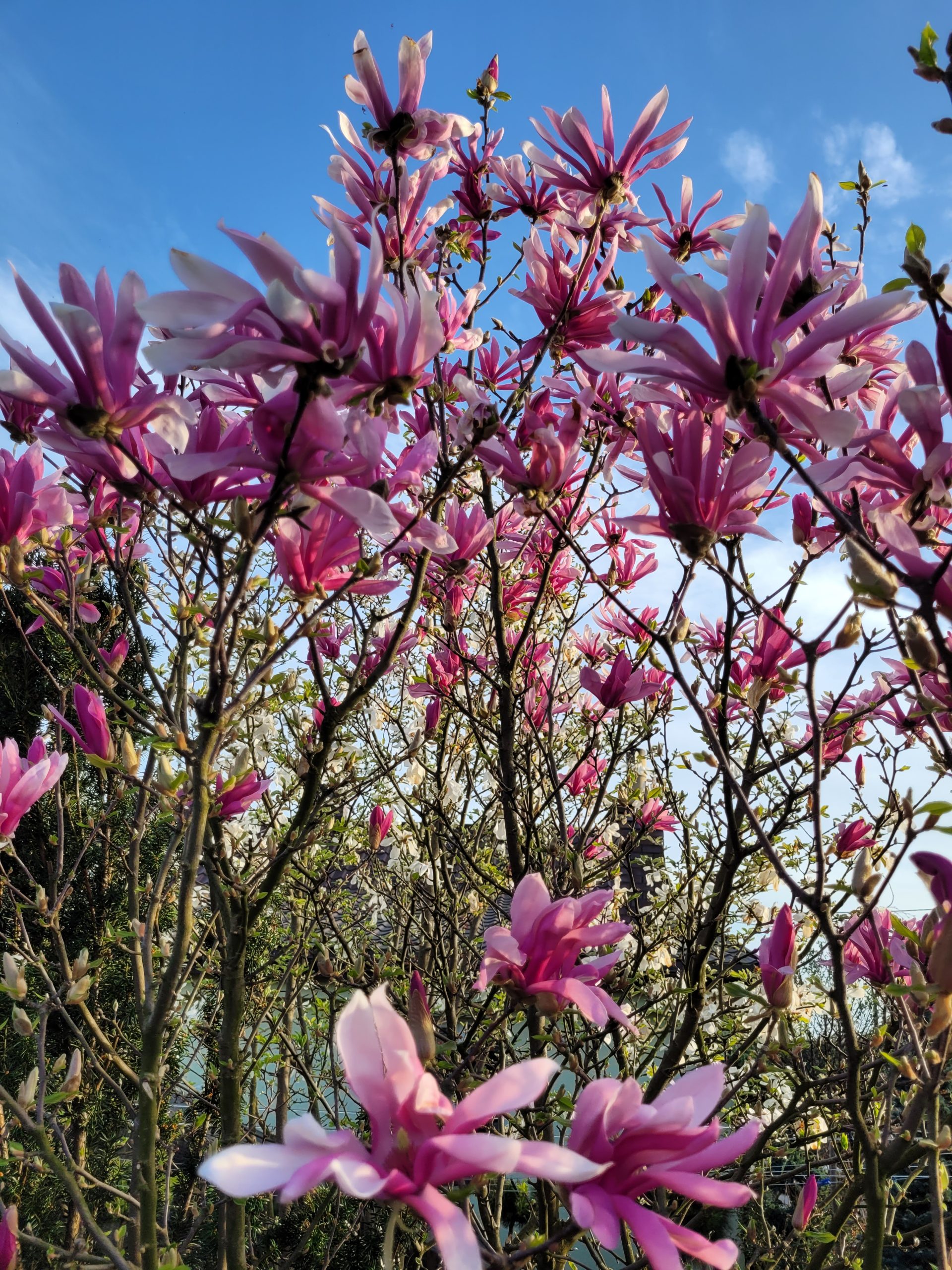 Magnolia gwiaździsta 'Rosea' - obrazek 2