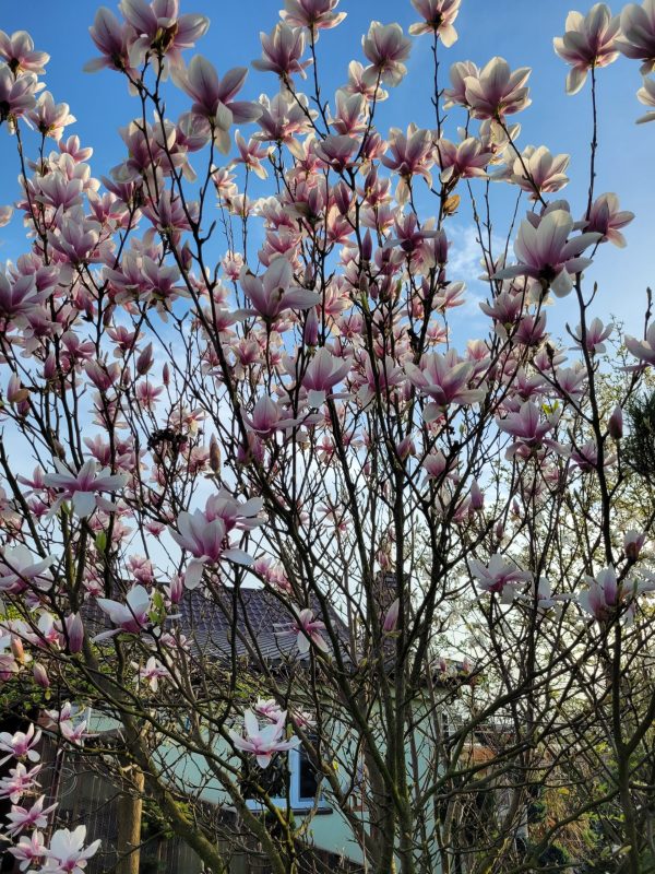 Magnolia 'Verbanica'