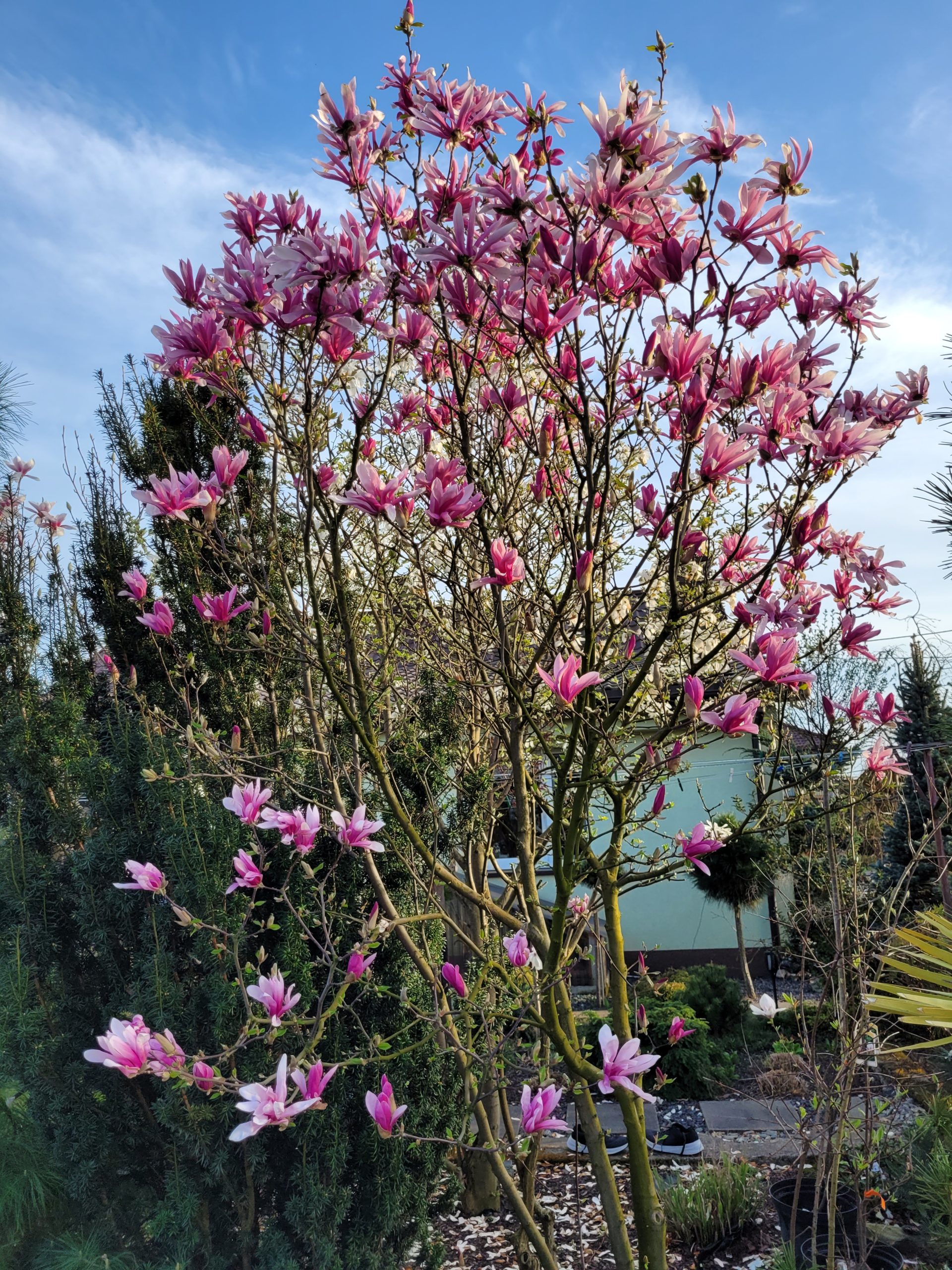 Magnolia gwiaździsta 'Rosea'