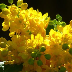 Mahonia pospolita 'Apollo'