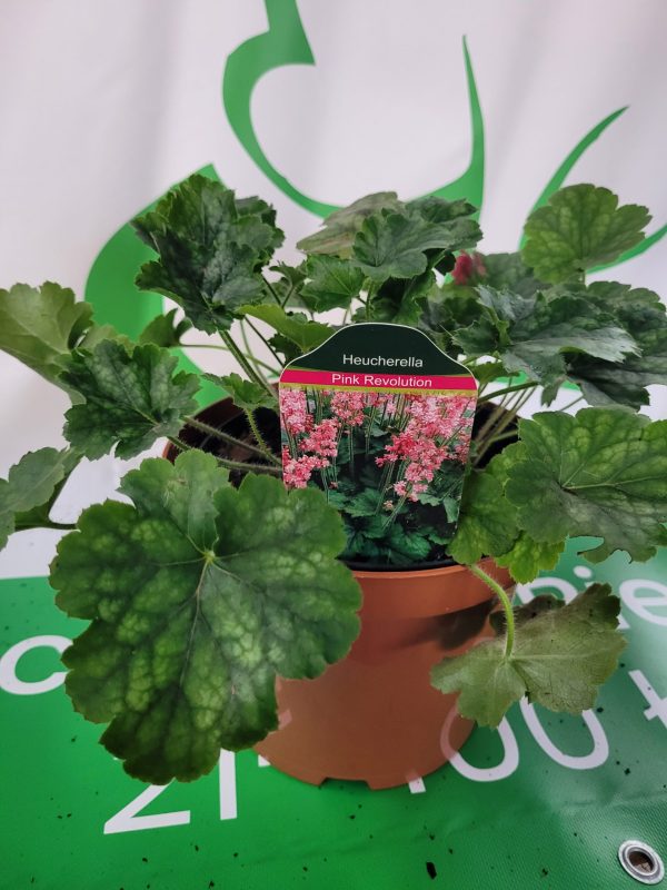 Żurawka 'Pink Revolution' - obrazek 3
