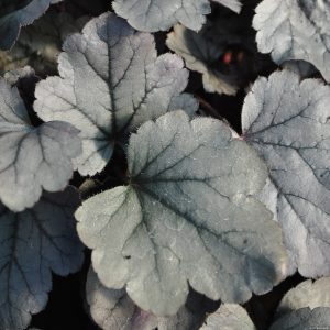 Żurawka 'Silver Gumdrop'