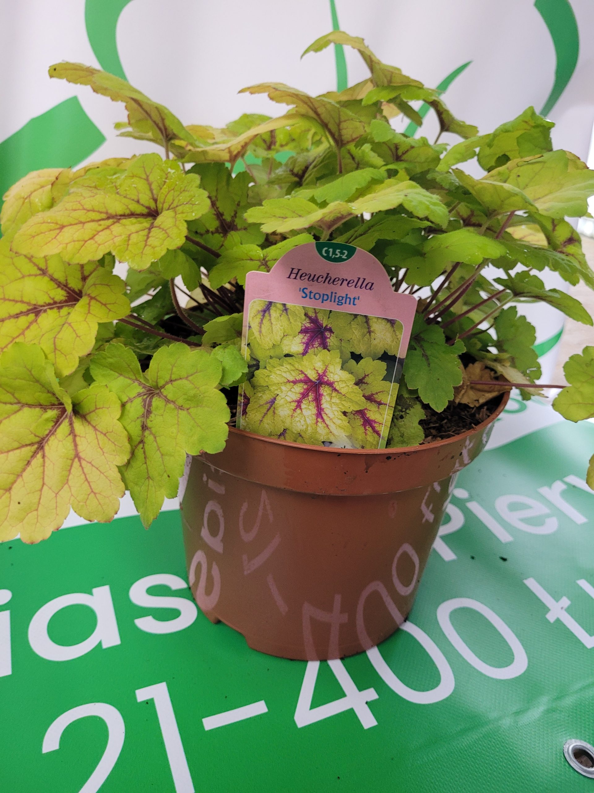 Żurawka 'Stoplight'