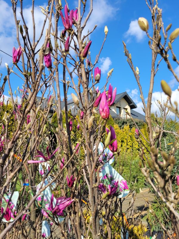 Magnolia 'Susan'