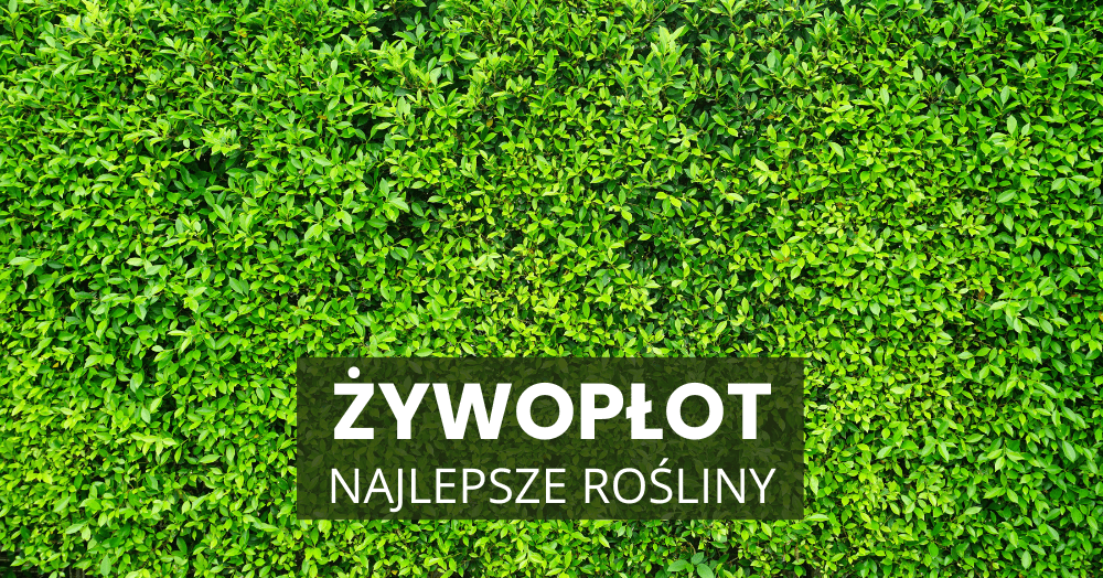 Najlepsze rośliny na żywopłot – sadzenie wczesną wiosną