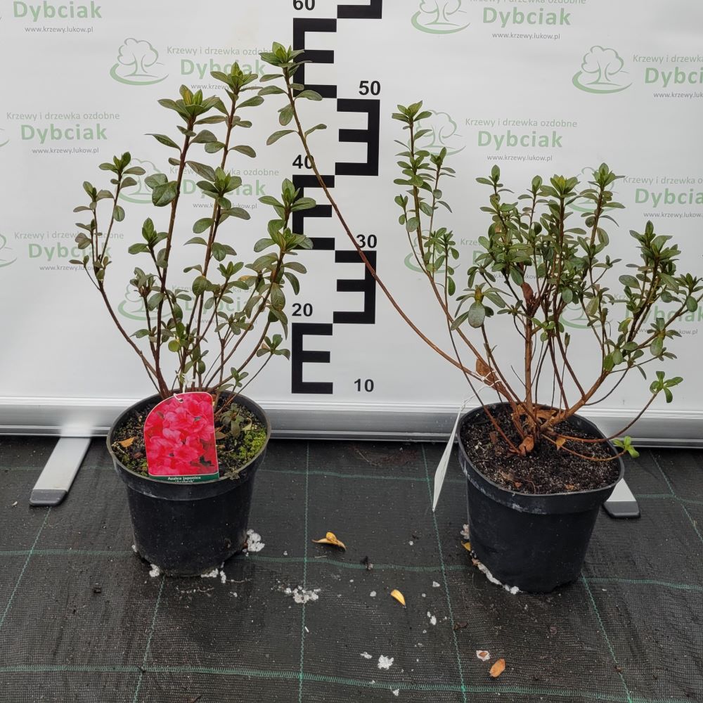 Azalia japońska 'Arabesk' - obrazek 3