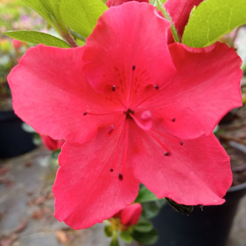 Azalia japońska 'Arabesk'