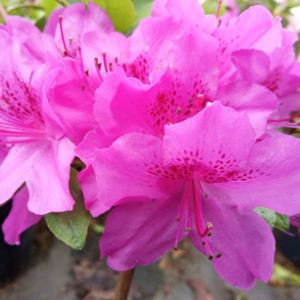 Azalia japońska 'Blue Danube'