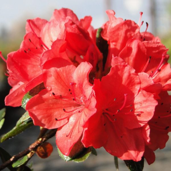 Azalia japońska 'Canzonetta'