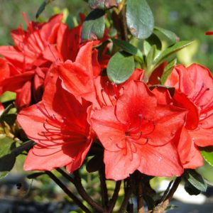 Azalia japońska 'Fridoline'