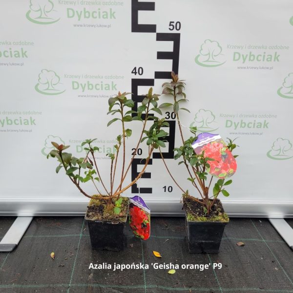 Azalia japońska 'Geisha orange' - obrazek 3