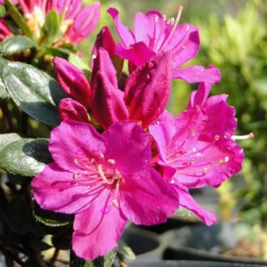 Azalia japońska 'Purpurtraum'