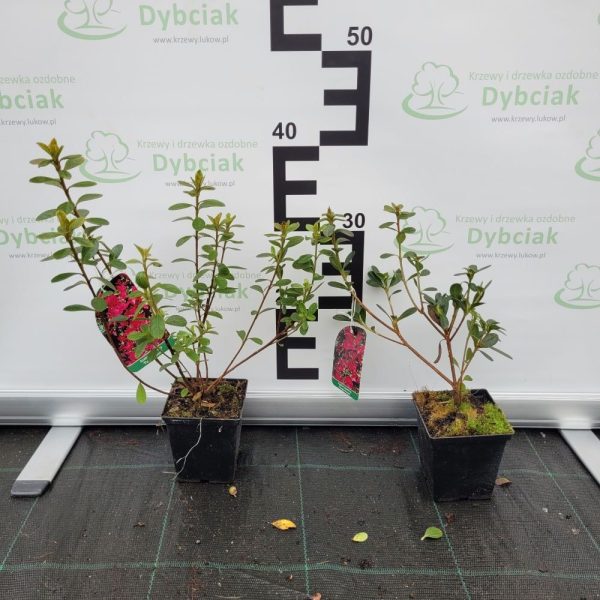 Azalia japońska 'Purpurtraum' - obrazek 3