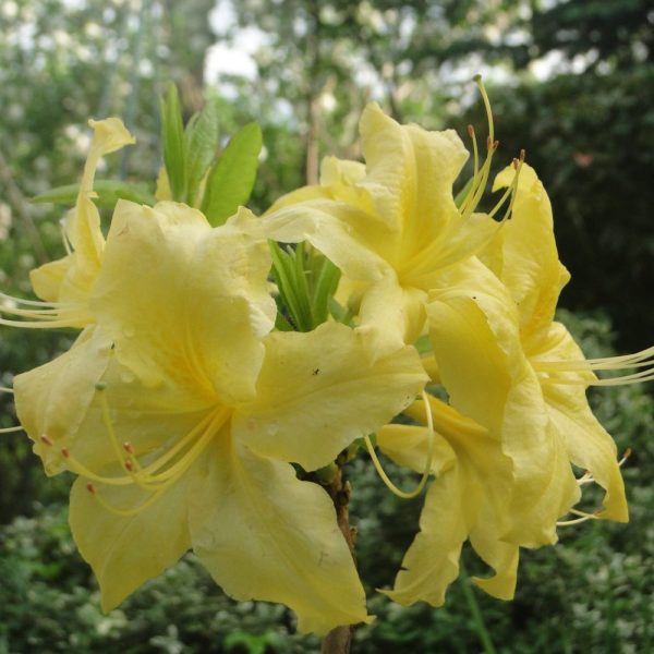 Azalia Wielkokwiatowa 'Anneke' - obrazek 4