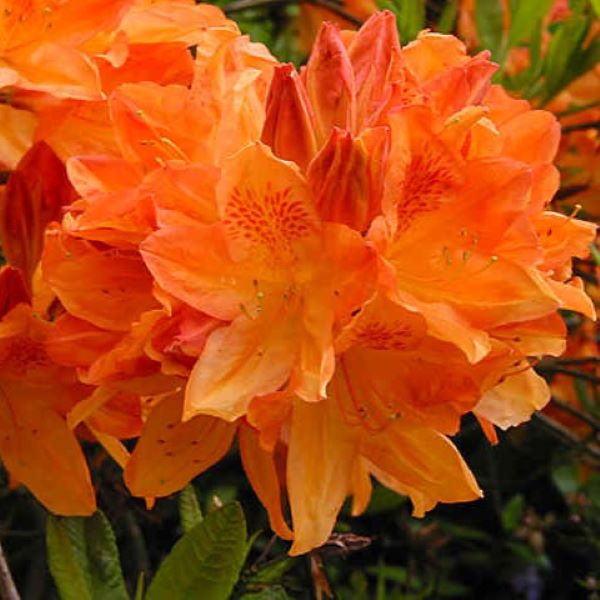 Azalia Wielkokwiatowa 'Apricot' - Szkółka roślin ozdobnych - Dybciak ...