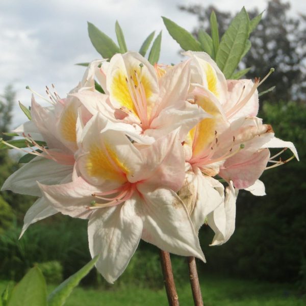 Azalia Wielkokwiatowa 'Arima'