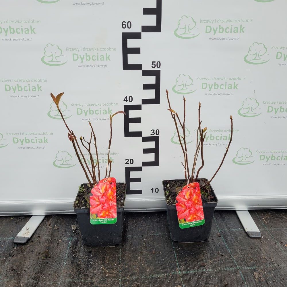 Azalia wielkokwiatowa 'Juanita' - obrazek 2