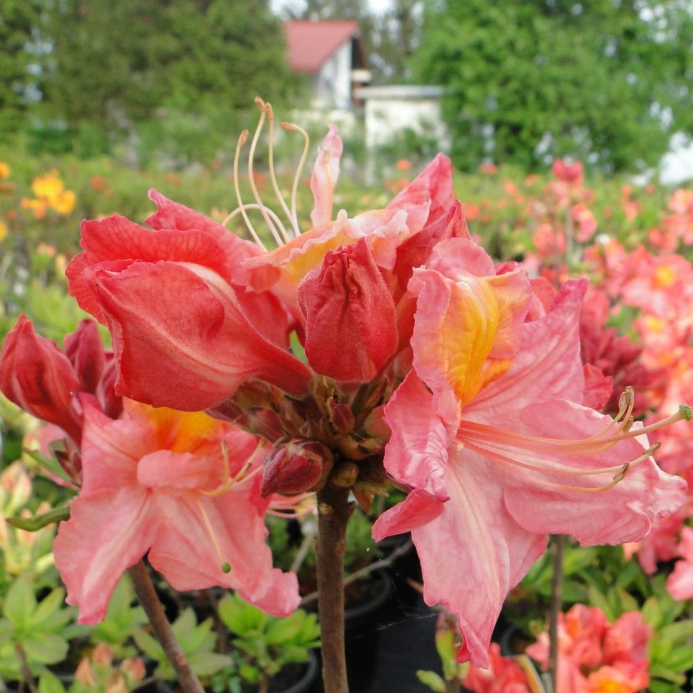 Azalia wielkokwiatowa 'Juanita' - obrazek 5