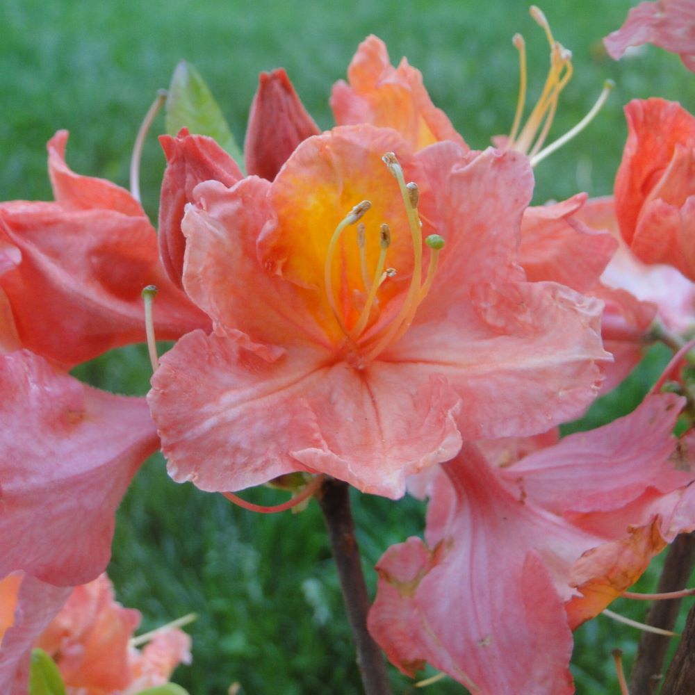 Azalia wielkokwiatowa 'Juanita' - obrazek 4