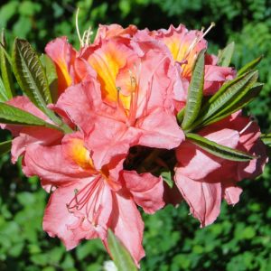 Azalia wielkokwiatowa 'Juanita'