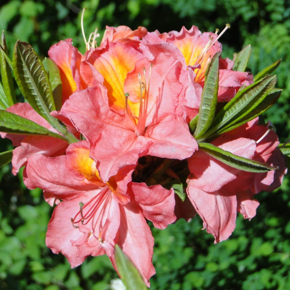 Azalia wielkokwiatowa 'Juanita'
