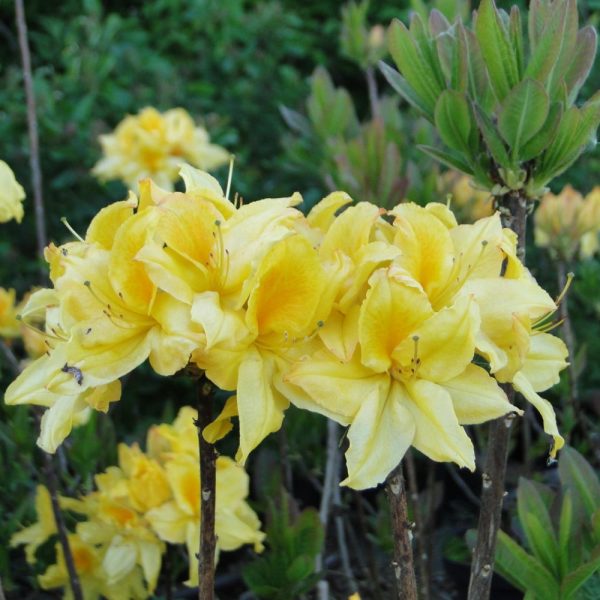 Azalia Wielkokwiatowa 'Limetta' - obrazek 5