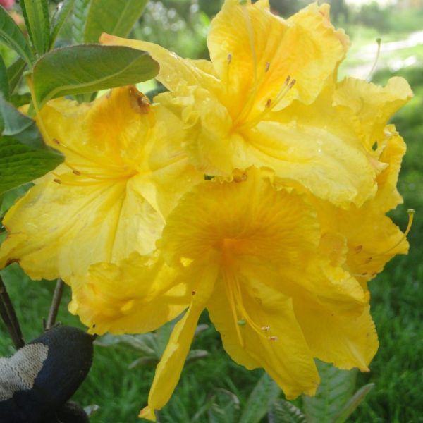 Azalia Wielkokwiatowa 'Limetta' - obrazek 3