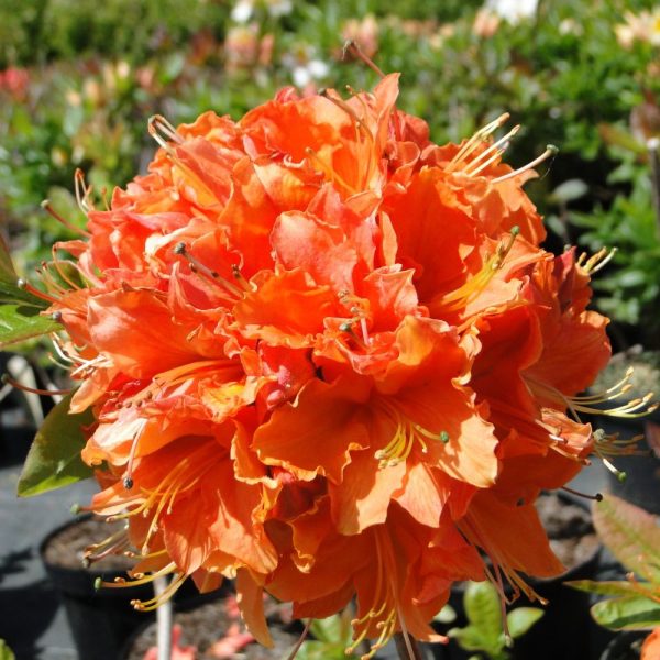 Azalia Wielkokwiatowa 'Mandarin Light' - obrazek 3
