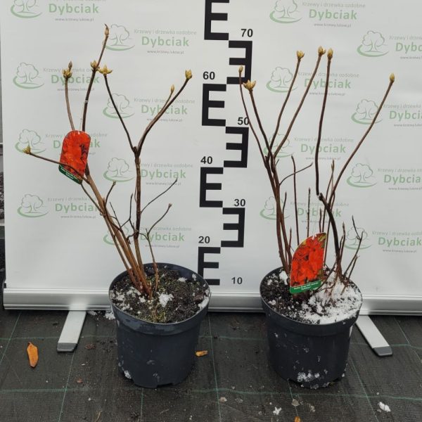 Azalia Wielkokwiatowa 'Parkfeuer' - obrazek 3