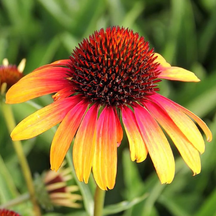 Jeżówka 'Fiery Meadow Mama'
