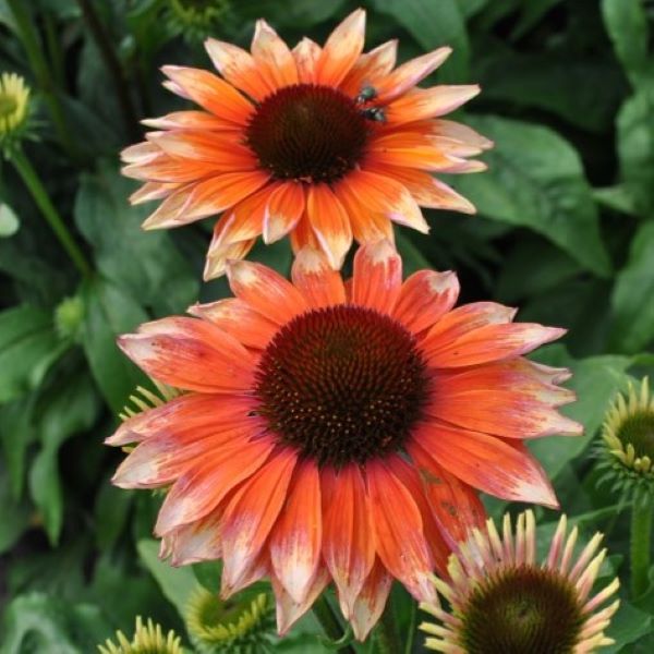 Jeżówka 'Flamingo'