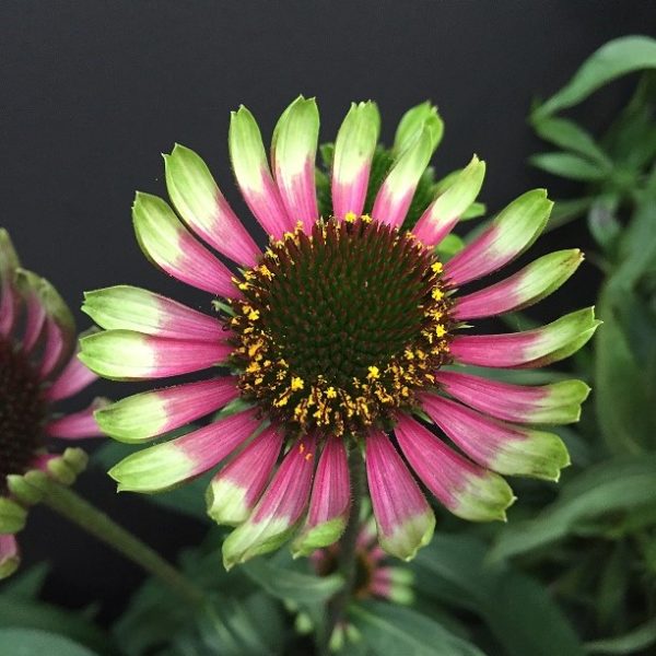 Jeżówka 'Choco Green'