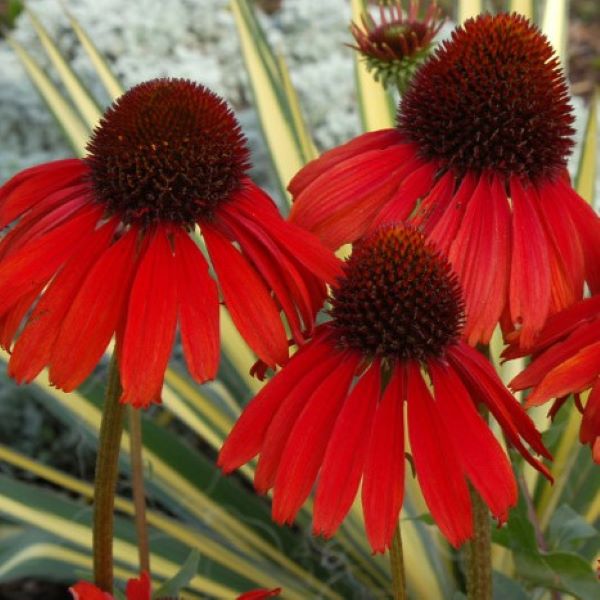 Jeżówka 'Firebird'