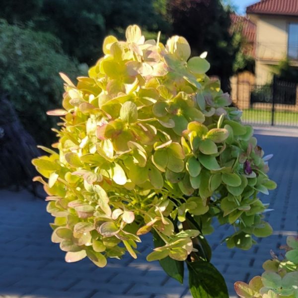 Hortensja bukietowa 'Bobo'