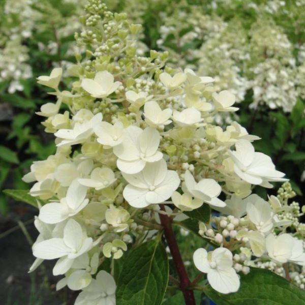 Hortensja bukietowa 'Candlelight'®