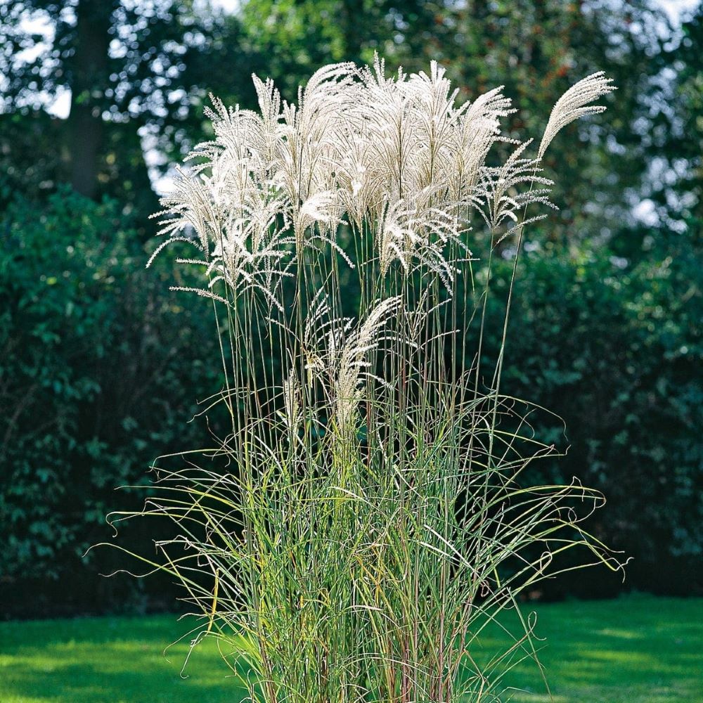 Miskant Chiński 'Goliath'