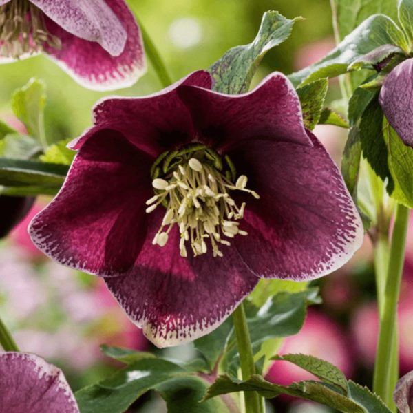 Ciemiernik orientalny 'P.E. Purple'