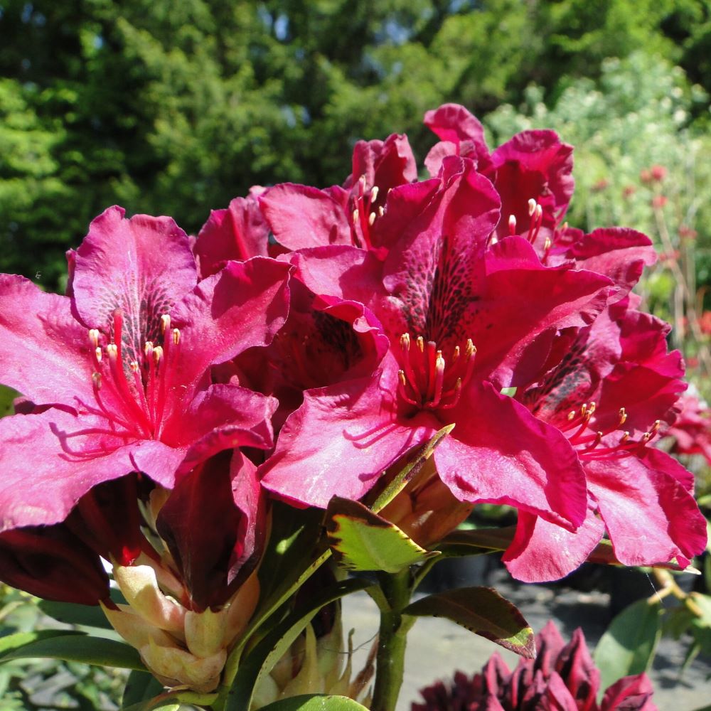 Różanecznik 'Kali' - obrazek 2